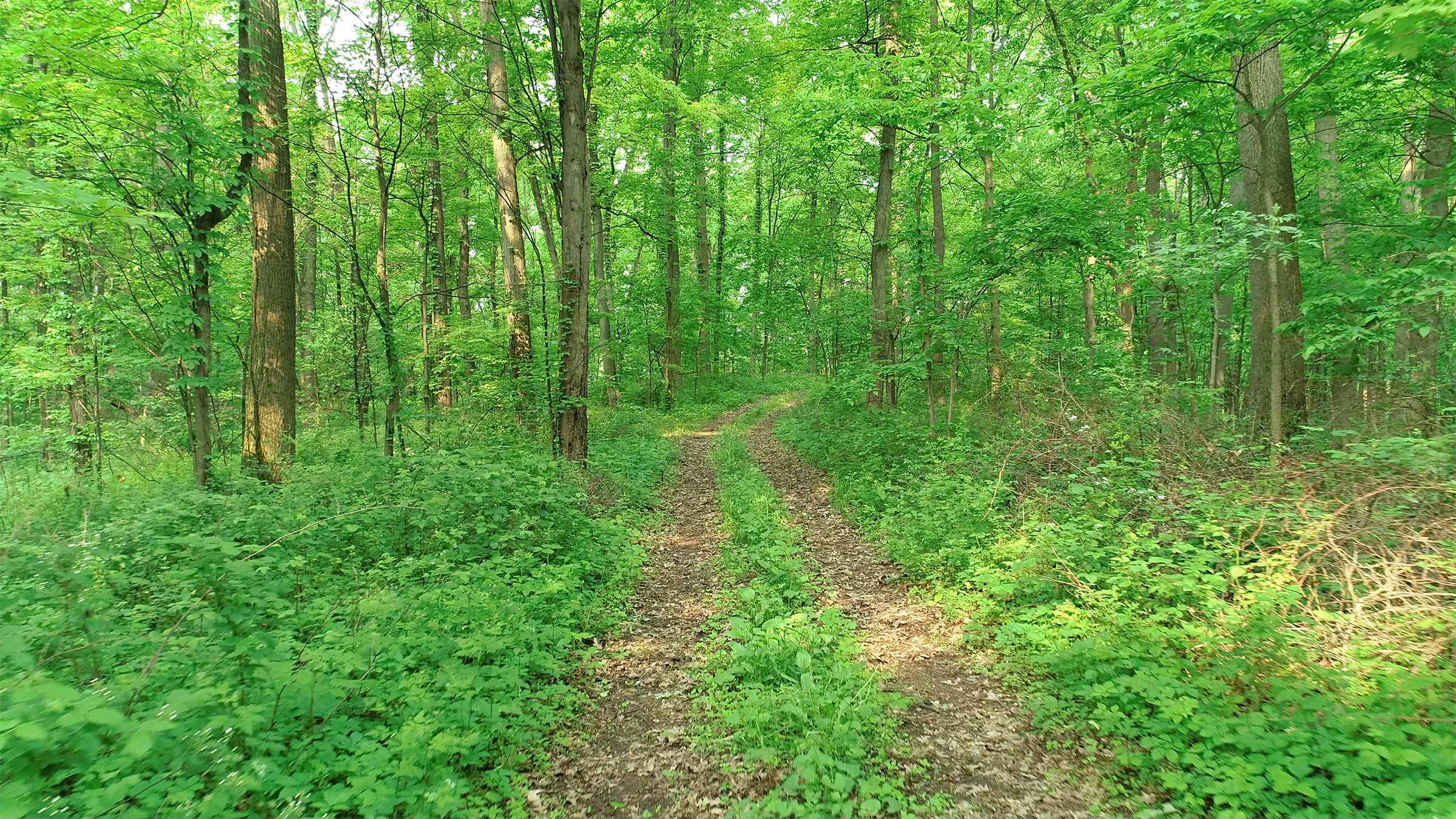Van Buren County, Michigan farmland - LAND AUCTION - 194+/- ACRES OFFERED IN 5 TRACTS IN VAN BUREN COUNTY, MICHIGAN
